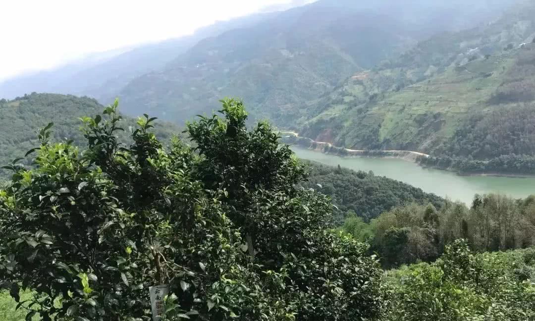 2021年單論茶氣，冰島也不如它-磨烈古樹秋