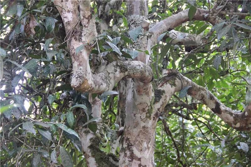 2021小戶賽古樹秋茶與冰島茶哪里不一樣？