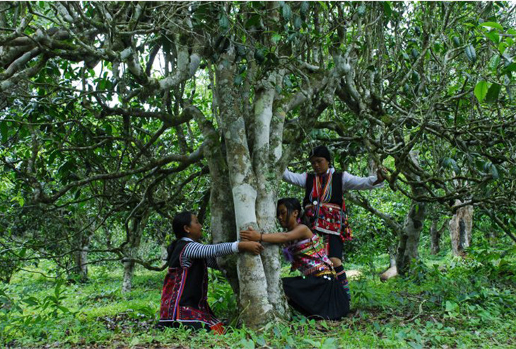 2021年大戶賽古樹秋茶品鑒！