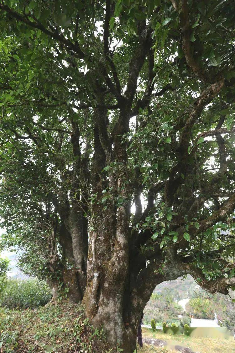 2021臨滄大戶賽秋茶因何被稱為潛力股？