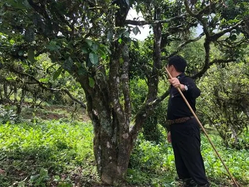 2021年大雪山古樹秋茶特點？