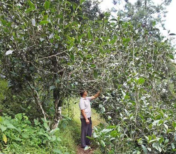 2021壩糯古樹(shù)秋茶藤條茶！不是樹(shù)種，而是這樣形成的！