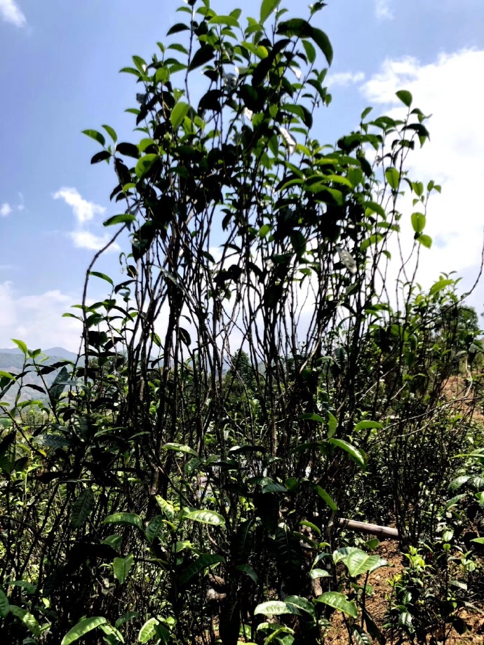 2021年壩糯古樹秋茶品鑒！