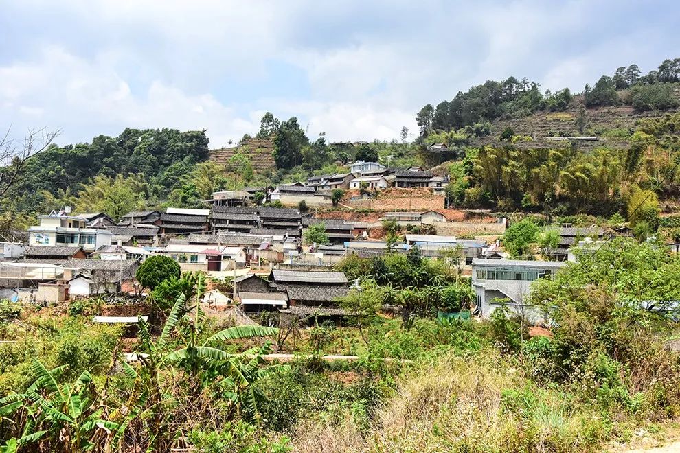 2021年正氣塘古樹秋茶特點(diǎn)是什么？