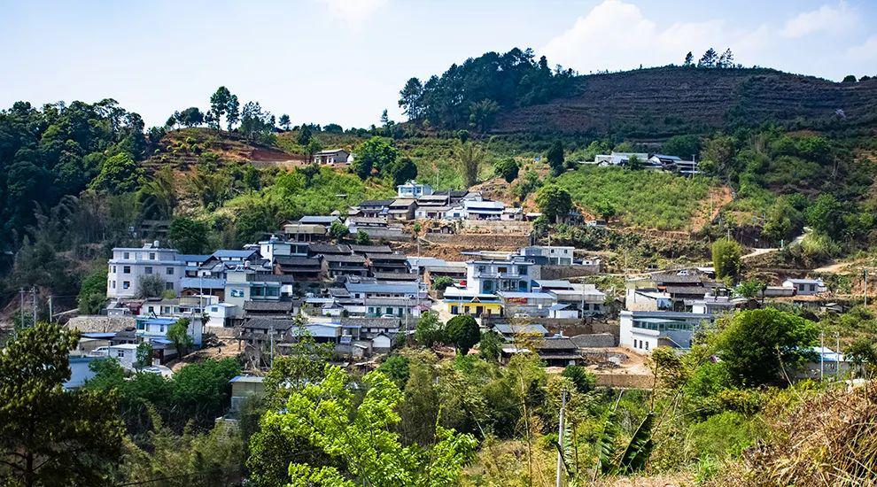 2021年正氣塘古樹秋茶為何號(hào)稱小冰島？