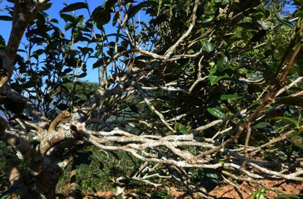 2021年正氣塘古樹(shù)秋茶花蜜香氣盈盈，冰糖甜韻深邃！