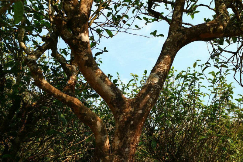 2021年冰島南迫古樹秋茶口感？