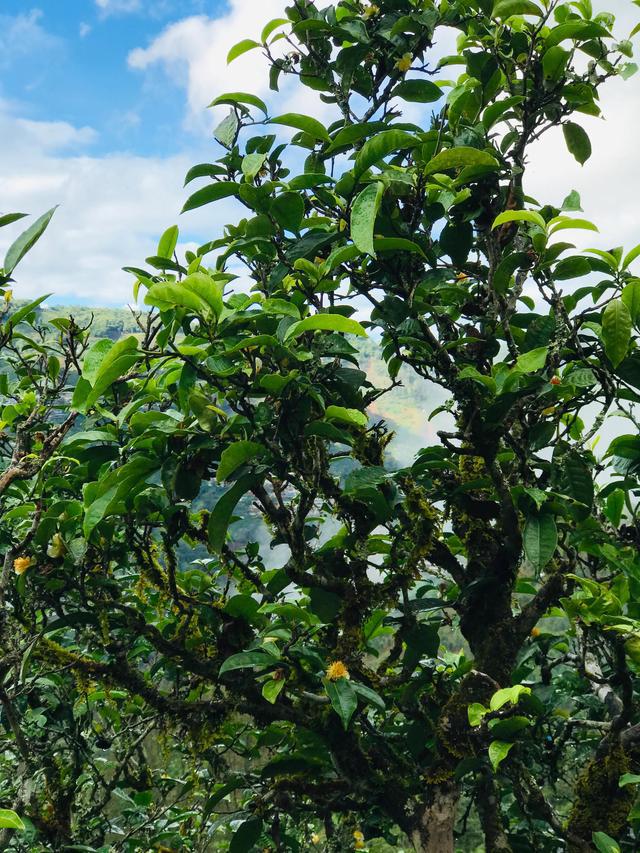 2021年冰島南迫古樹秋茶茶園詳解！