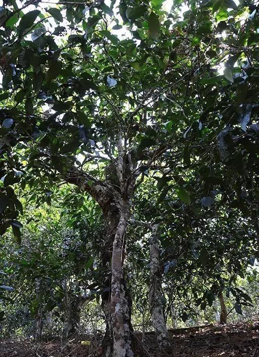 2021年臨滄南迫古樹秋茶——品質僅次于冰島的茶山