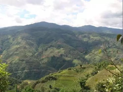 2021年冰島南迫古樹秋茶價格是多少？