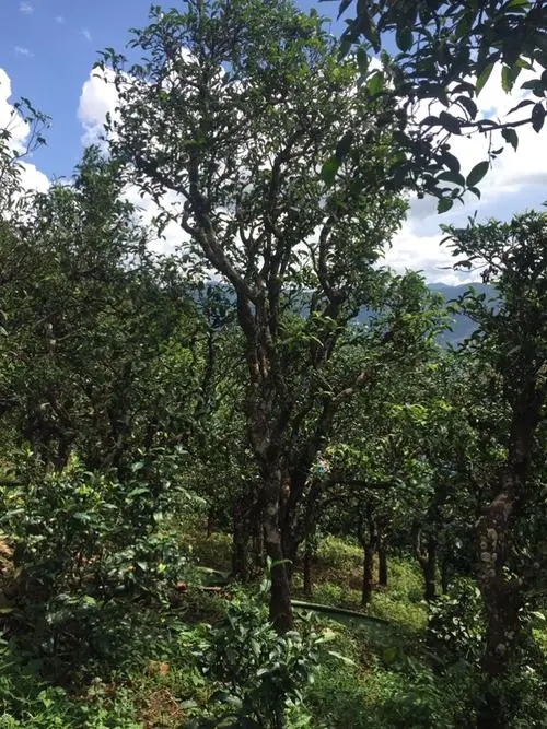 2021年冰島地界古樹秋茶特點？