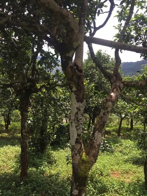 2021年冰島地界古樹秋茶口感？