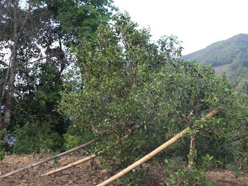 2021年冰島壩歪古樹秋茶茶園詳解！