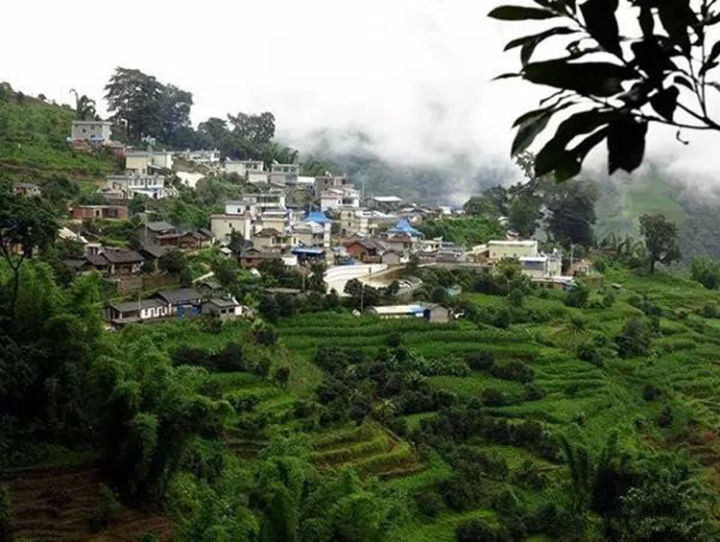 2021年冰島壩歪古樹(shù)秋茶口感？