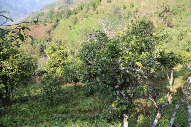 2021年冰島壩歪古樹秋茶，飲盡蘭花香，舒心又暢懷