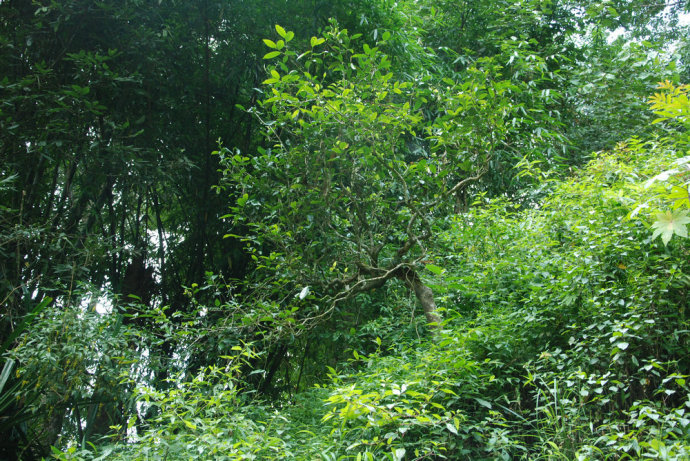 2021年冰島糯伍古樹(shù)秋茶| 甜出新高度，融在心底間~