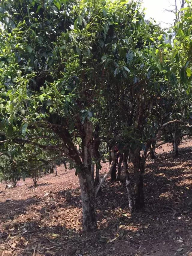 2021年冰島糯伍古樹(shù)秋茶特點(diǎn)？