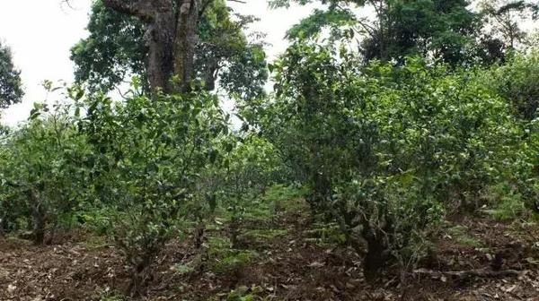 2021年冰島糯伍古樹秋茶多少錢一公斤？