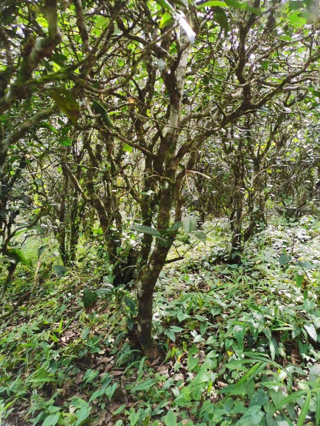 2021年昔歸古樹(shù)秋茶價(jià)格多少錢(qián)？