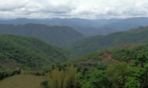 2021那罕古樹(shù)秋茶特點(diǎn)？