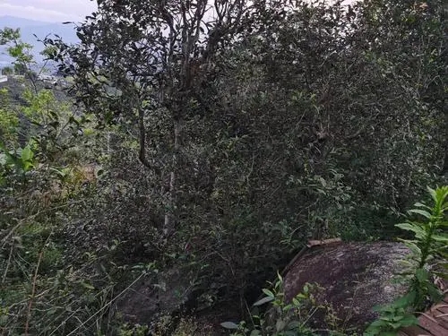 2021年那罕古樹秋茶價格是多少？