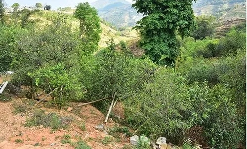 2021那罕古樹秋茶為何被稱為小昔歸？