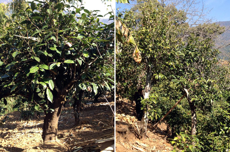 2021年忙肺古樹秋茶特點是什么？