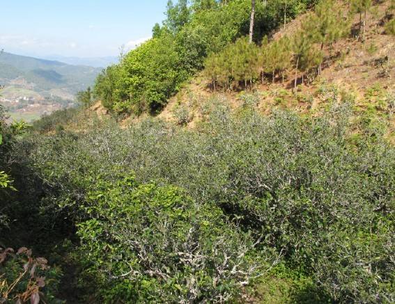 2021年梅子箐古樹(shù)秋茶特點(diǎn)是什么？