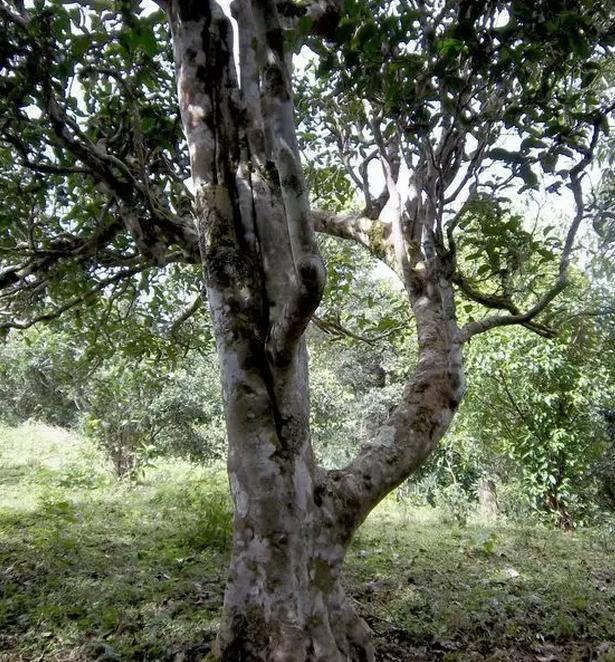 2021年巖子頭古樹秋茶，亂石出好茶！