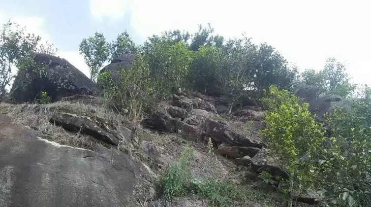 2021年巖子頭古樹(shù)秋茶內(nèi)含物質(zhì)可以和昔歸古樹(shù)毛茶相娉美·！