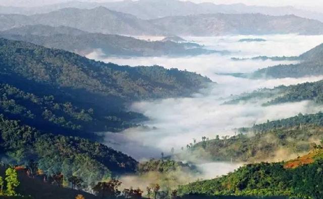 2021白鶯山古樹(shù)秋茶特點(diǎn)？