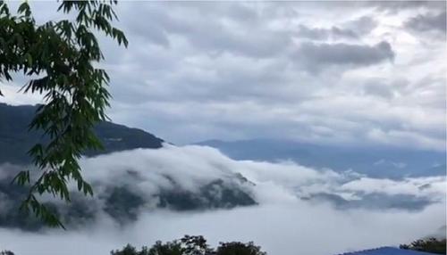 2021年白鶯山古樹秋茶多少錢一公斤?