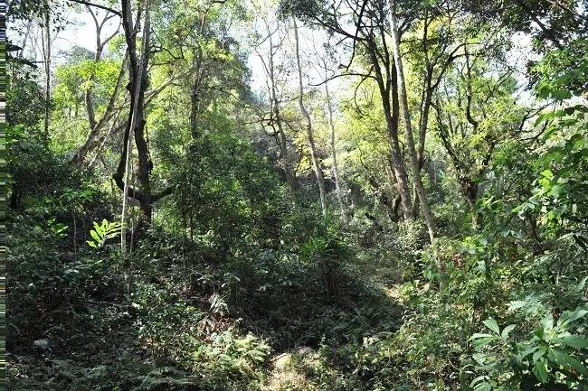 2021年老班章古樹秋茶特點(diǎn)？