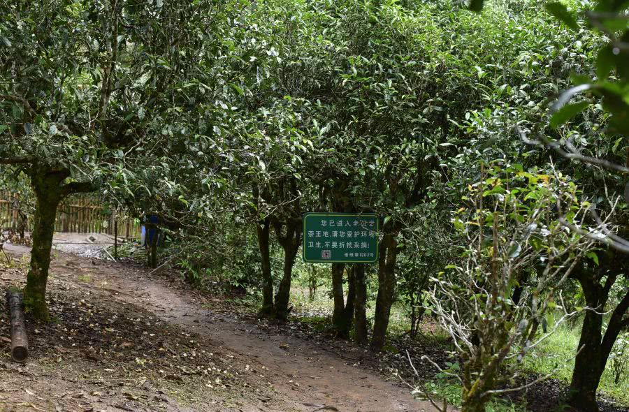 2021年老班章古樹秋茶價(jià)格？