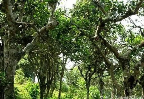 2021年新班章古樹秋茶特點？