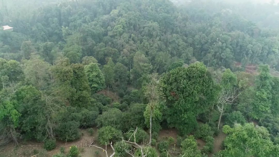 2021年新班章古樹秋茶口感是什么？