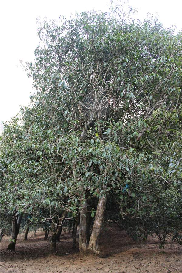 2021年新班章古樹秋茶品鑒！