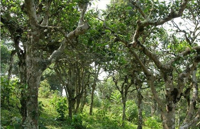 2021年新班章古樹秋茶多少錢一公斤？