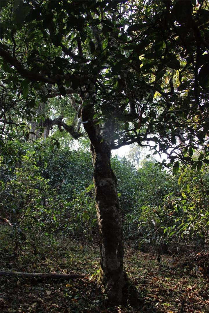 2021年老曼峨古樹秋茶口感是什么？