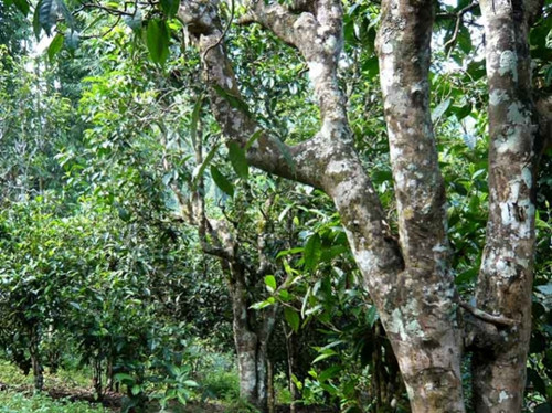 2021老曼峨古樹秋茶多少錢一公斤？