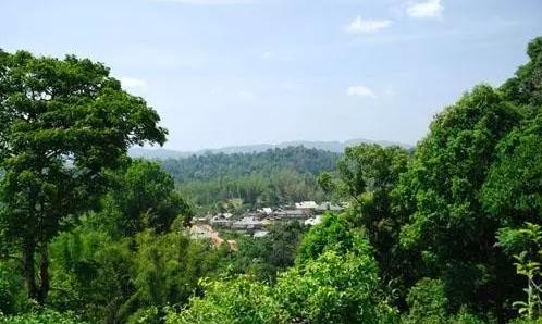 2021年老曼峨古樹秋茶口感最霸氣的山頭！