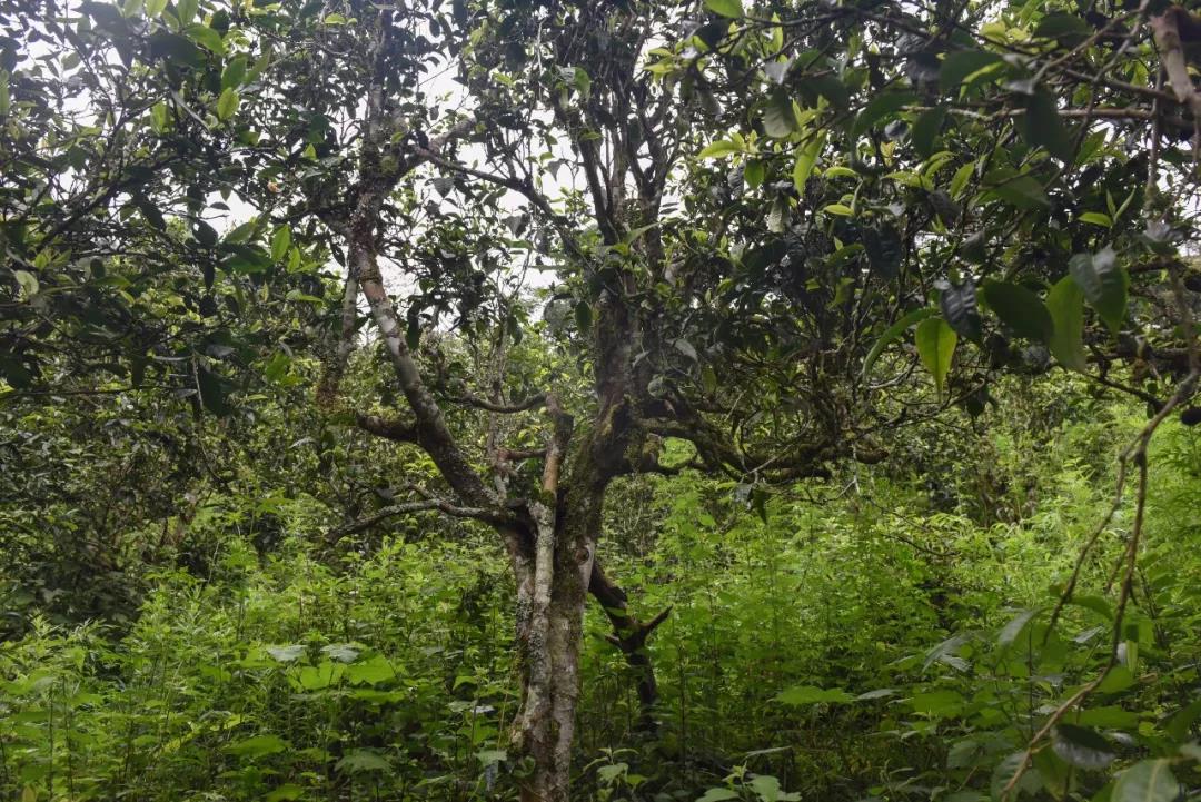 2021年班章茶區(qū)壩卡囡古樹秋茶口感？