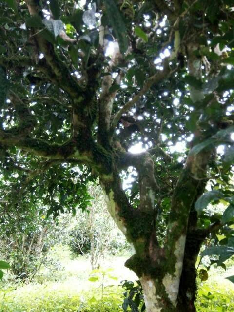 2021年班章茶區(qū)壩卡囡古樹秋茶多少錢一公斤？