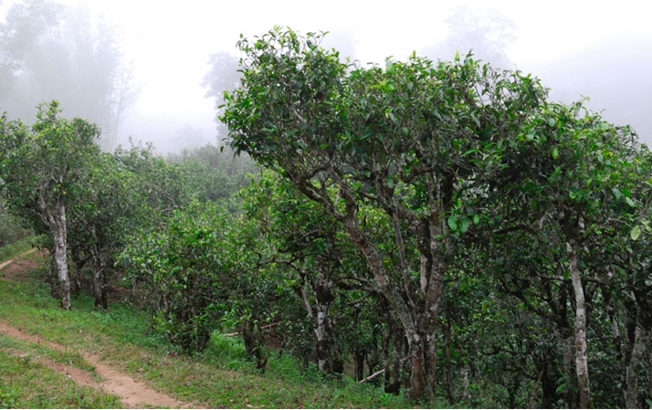 2021年班章茶區(qū)壩卡囡秋茶布朗茶系中的甜茶類！