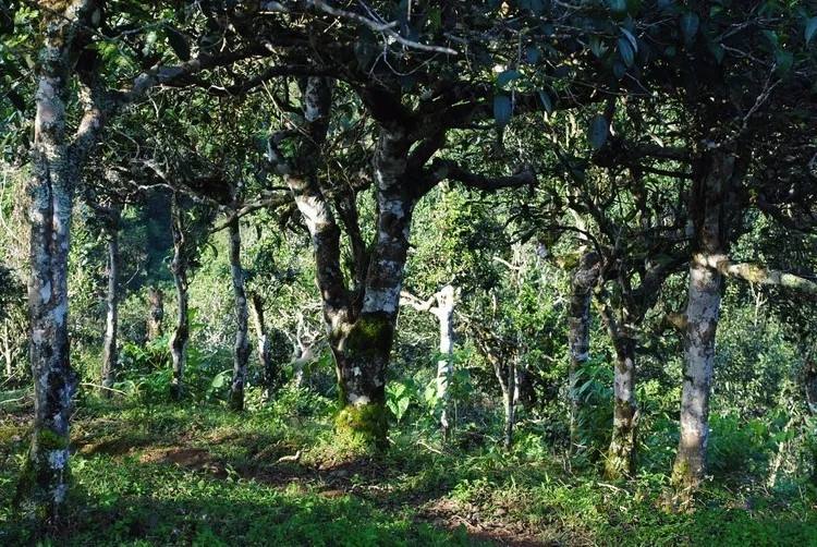 2021年賀開古樹秋茶口感！