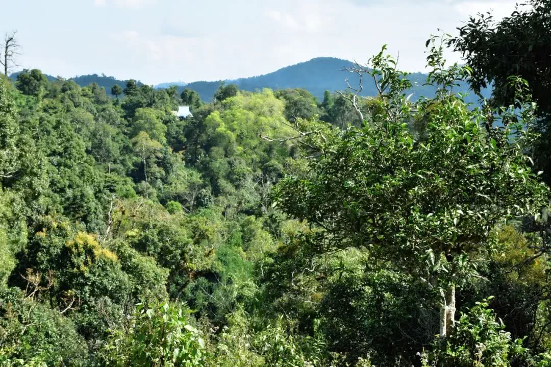 2021年賀開古樹秋茶品鑒實錄！