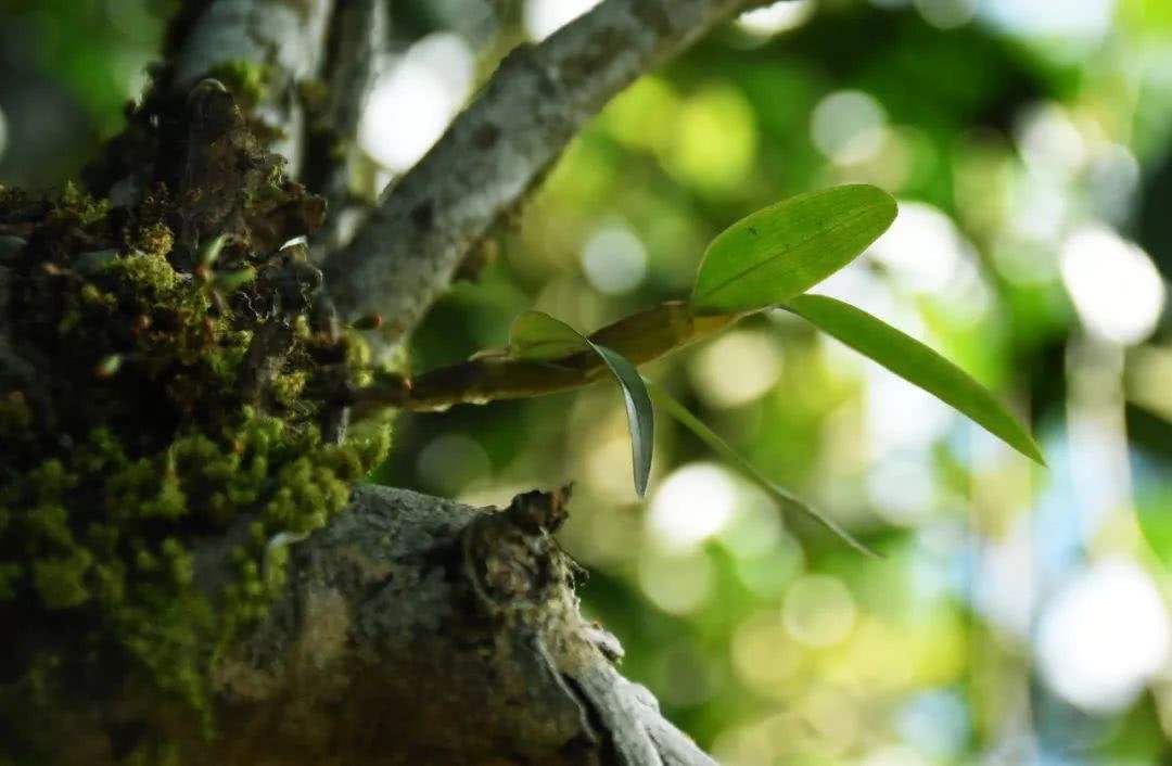 2021年賀開古樹秋茶多少錢一公斤？