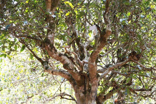 2021年班盆古樹秋茶口感？