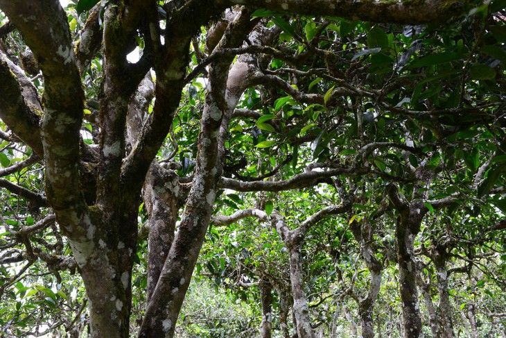 2021年老班章“鄰居”，班盆古樹秋茶茶來了！