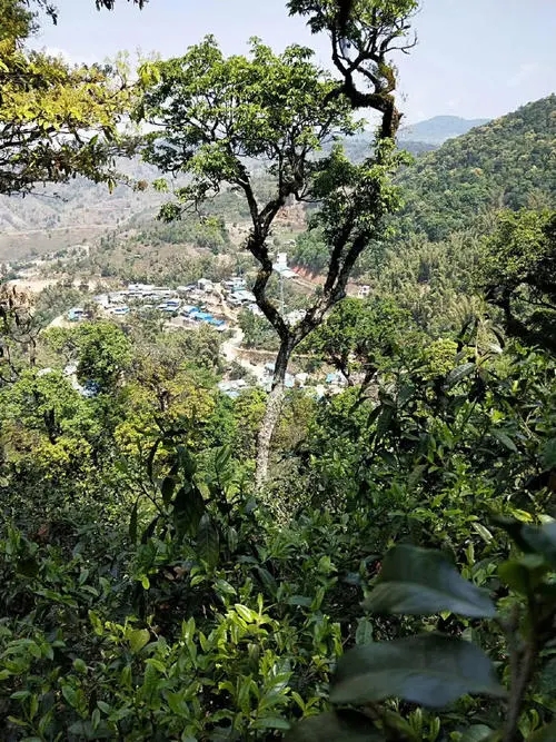 2021年勐宋那卡古樹秋茶價(jià)格？